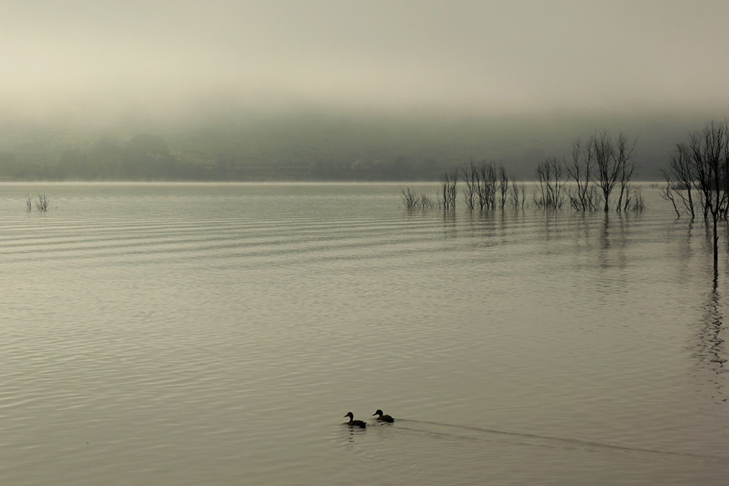 two ducks on a misty lake